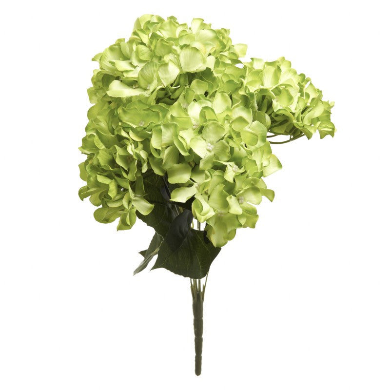 Green Hydrangea - Bunch